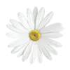 Bellis Perennis