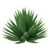 Gosulin Agave