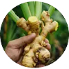 Zingiber Officinale (Ginger) Root Extract