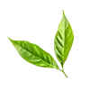 Green Tea Extract