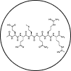 Palmitoyl Tripeptide